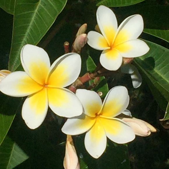 Meet your Posher, Abriana - Picture 1 of 1